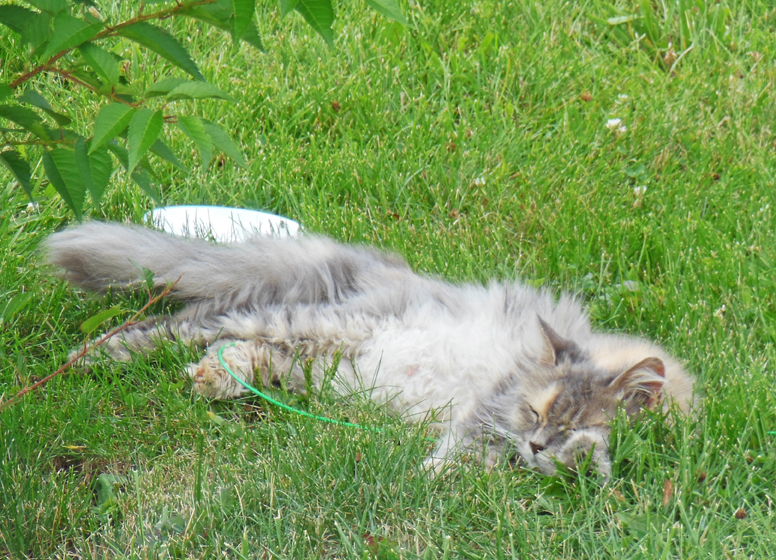 Cat Dusk napping in grass